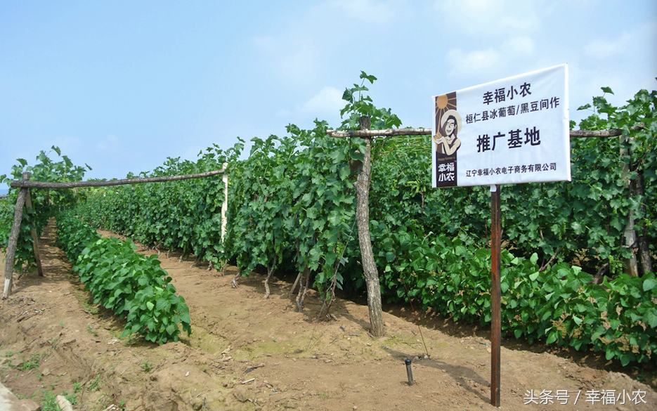 生产豆腐设备厂家_豆腐生产机器多少钱一台_生产豆腐机的厂家